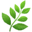 :herb: