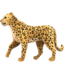 :leopard: