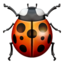 :beetle: