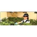 Cannabis