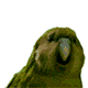makinavaja