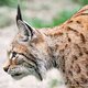 LynxWTF
