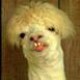 Gizzbok