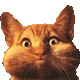 Arangel
