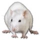 Whiterat