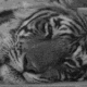 HellTiger
