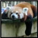 Pandita