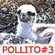 purpaz0