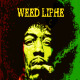 MrCannabis