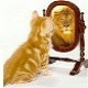 Orwin