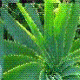 Aloe