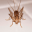 Sigillatus