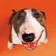 Bullterrier