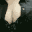 Darkcurare