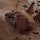 Valkyrja