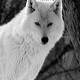 WolfSnow