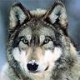 Wolfo