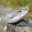 _vipera_