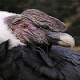 Ornithos
