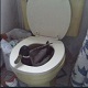 Pato_WC