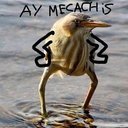 Mewsita