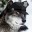 LoBo_v4