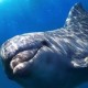gmpdelfin