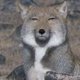 Fox-ES