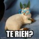 GatoVegano
