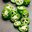 jalapenio