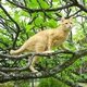 Cat20