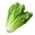 Lechuga75