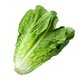 Lechuga75