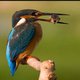 Alcedo